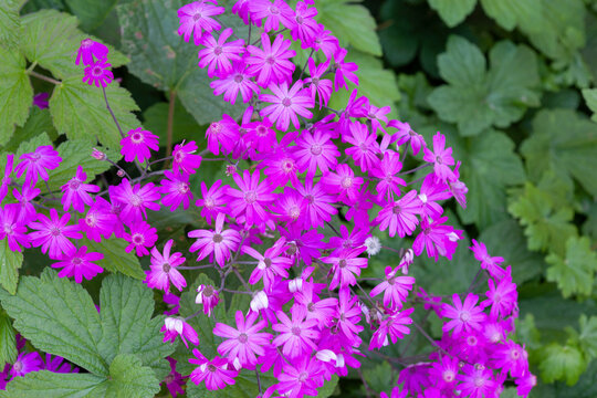 Flowers In Garden, Berkeley, California