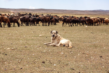 A Turkish shepherd dog is laying on the field and guarding the sheep. Black sheep with a shepherd dog. 