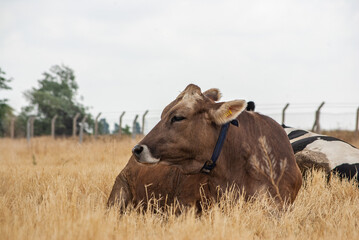 A Brown Swiss cow is laying on the yellow field. Cattle farming is one of the most popular jobs in rural areas. 
