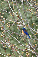 A western bluebird (Sialia mexicana), a small North American thrush, in Southern California