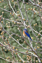 A western bluebird (Sialia mexicana), a small North American thrush, in Southern California