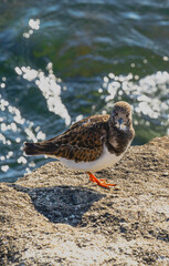 seagull on the beach