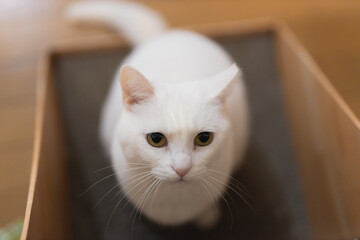 白の保護猫（a cute white rescued cat）
