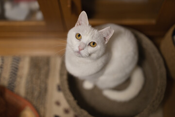 白の保護猫（a cute white rescued cat）