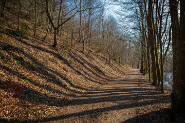 Fototapeta na wymiar Licht und Schatten auf dem Waldweg
