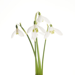 White Snowdrop flowers isolated on white background