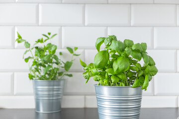 Fresh kitchen herbs in pots. Mixed Green fresh aromatic herbs - melissa mint, basil in pots. Aromatic spices growing in home. Select fokus.