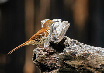 Common Thrush sits on a log watching for food.