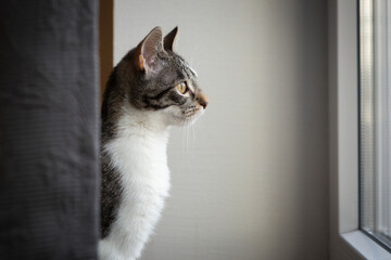 Getigerte Katze schaut aus dem Fenster