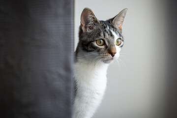 Getigerte Katze schaut aus dem Fenster