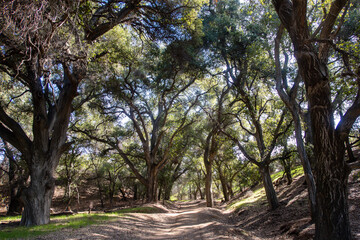 A Beautiful Grove of Live Oak Trees in the California Hills 