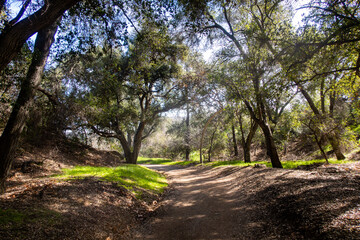 Fototapeta premium A Beautiful Grove of Live Oak Trees in the California Hills 