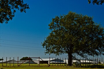 Burr Oak Trees and Blue Sky, Rural Weatherford, Texas, Spring, 2022.