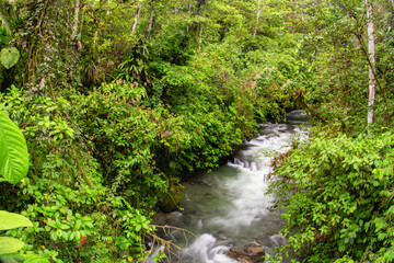 Fototapeta na wymiar River amazon Jungle paradise