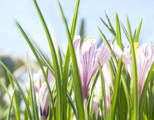 Spring flowers crocuses in the sun, nature.