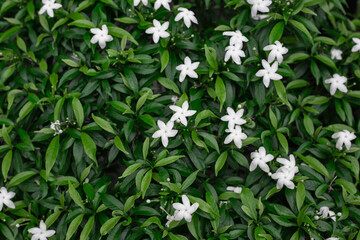 Background of green leaves and small white flowers. Tropical greens, dark greens