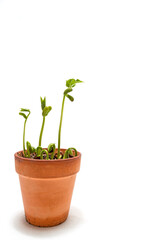 Bean Seed Sprout Growing Sequence Vertical