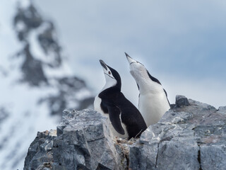 Closeup of a breeding couple of chinstrap penguins on their rookeries high in the mountains of Orne Harbor, Graham Land, Antarctic Peninsula. Antarctica - obrazy, fototapety, plakaty