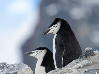 Closeup of a breeding couple of chinstrap penguins on their rookeries high in the mountains of Orne Harbor, Graham Land, Antarctic Peninsula. Antarctica