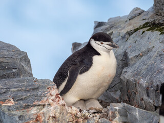 Obraz premium Closeup of a chinstrap penguins nesting on their rookeries high in the mountains of Orne Harbor, Graham Land, Antarctic Peninsula. Antarctica