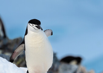 Closeup of a chinstrap penguins nesting on their rookeries high in the mountains of Orne Harbor, Graham Land, Antarctic Peninsula. Antarctica - obrazy, fototapety, plakaty