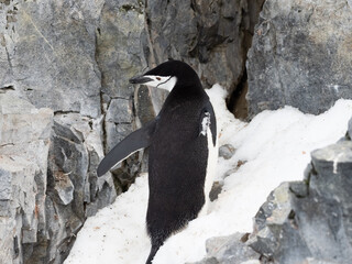 Closeup of a chinstrap penguins nesting on their rookeries high in the mountains of Orne Harbor, Graham Land, Antarctic Peninsula. Antarctica