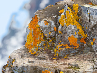 Incredibly beautiful and colorful lichen Orne Harbor, Graham Land, Antarctic Peninsula. Antarctica - obrazy, fototapety, plakaty