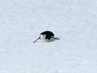 A chinstrap penguin slides on the snow on it's way to its rookery, Orne Harbor, Graham Land, Antarctic Peninsula. Antarctica