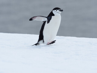 Closeup of a chinstrap penguin on its arduous uphill walk on the snow back to its rookery, Orne Harbor, Graham Land, Antarctic Peninsula. Antarctica - obrazy, fototapety, plakaty
