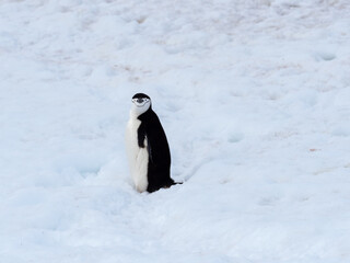 A chinstrap penguin on its arduous uphill walk on the snow back to its rookery, Orne Harbor, Graham...