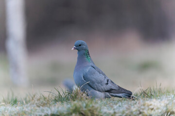 Columba oenas Stock Dove in close view on ground in frozen grass