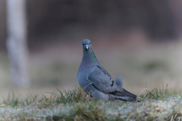 Columba oenas Stock Dove in close view on ground in frozen grass