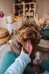 Adorable brown spanish water dog in her daily routine at home petted by her owner. Lifestyle