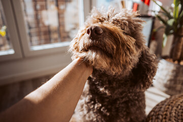 Adorable brown spanish water dog in her daily routine at home petted by her owner. Lifestyle