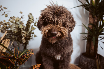 Adorable brown spanish water dog in his daily routine at home. Lifestyle