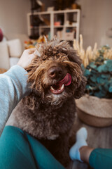 Adorable brown spanish water dog in her daily routine at home petted by her owner. Lifestyle