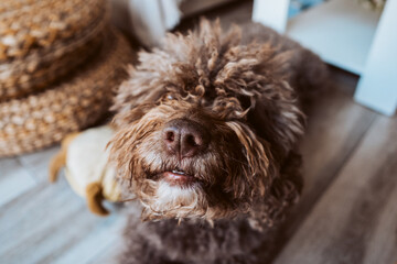 Adorable brown spanish water dog in his daily routine at home. Lifestyle