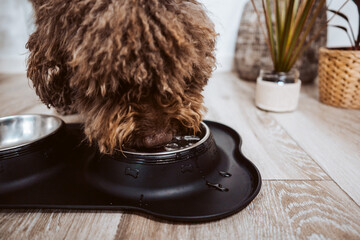 .Adorable brown spanish water dog eating and drinking from his bowl at home. Dog care