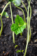 young green sprouts of cucumber in the ground. Growing vegetables at home. the concept of gardening and growing vegetables at home
