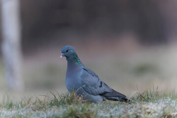 Columba oenas Stock Dove in close view on ground in frozen grass