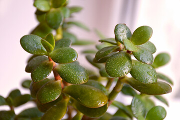 Money tree in bonsai style close-up. Houseplant with succulent leaves. beautiful indoor plant bringing prosperity and wealth © Дмитрий Быканов