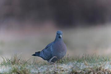 Columba oenas Stock Dove in close view on ground in frozen grass