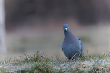 Columba oenas Stock Dove in close view on ground in frozen grass