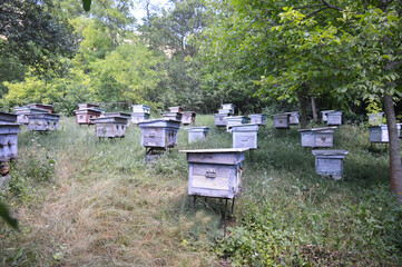 wooden beehives for bees are randomly placed in a clearing. near tall trees to protect from direct sunlight. beekeeping development concept