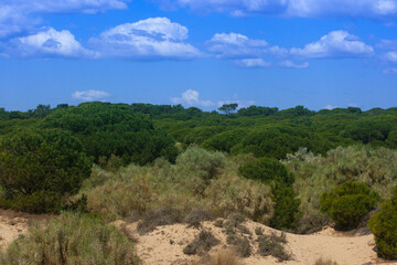 Fototapeta na wymiar PINE FORESTS AND GOLDEN SAND DUNES IN PLAYA DE HUELVA SPAIN