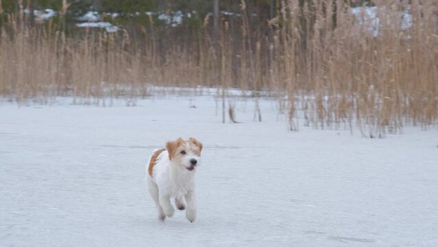 Dog breed Jack Russell Terrier runs on the ice of the lake against the backdrop of the forest.