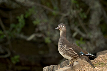 Female Mandarin Duck (Aix galericulata)