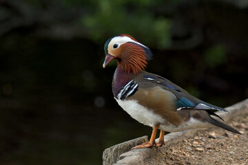 Male Mandarin Duck (Aix galericulata)