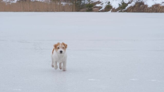 Dog breed Jack Russell Terrier funny runs on the ice of the lake against the backdrop of the forest.