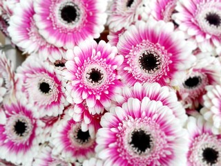 Gerbery różowe © Marart.pl